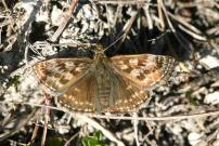 Dingy Skipper 2004 - Sandra Standbridge