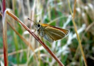 Essex Skipper 2010 - Dave Miller