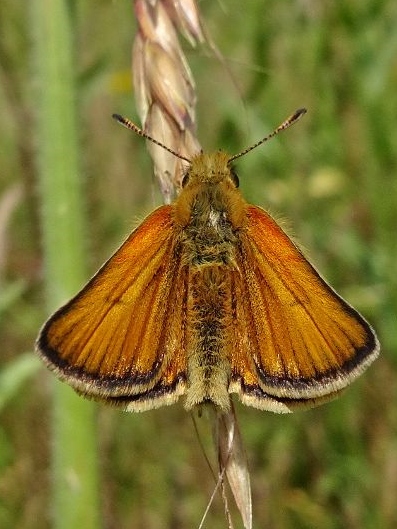 Essex Skipper (f) 07Jul19 - Dave Miller