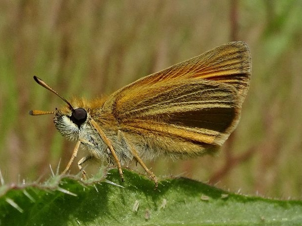 Essex Skipper 07Jul19 - Dave Miller