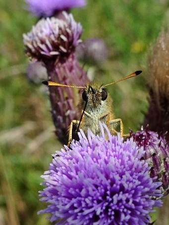 Essex Skipper 03Jul19 - Dave Miller