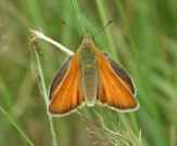 Essex Skipper 2001 ~ Nick Sampford