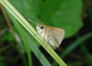 Essex Skipper showing antennae 2004 ~ Andrew Middleton