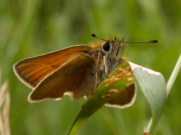 Essex Skipper antennae