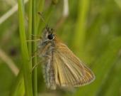 Essex Skipper underside