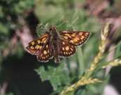 Chequered Skipper 2002 - Roger Gibbons