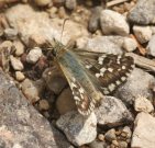 Cinquefoil Skipper 2006 - Roger Gibbons