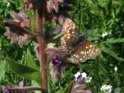 Grizzled Skipper 2005 - Bob Hasra