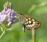 Large Chequered Skipper 2006 - Roger Gibbons