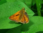 Large Skipper 2005 - Bob Hasra