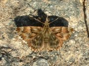 Mallow Skipper 2006 - Trevor Chapman