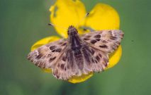 Mallow Skipper 2004 - Clive Burrows