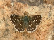 Red-underwing Skipper 2006 - Trevor Chapman