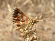 Red-underwing Skipper 2006 - Trevor Chapman