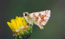 Red Underwing Skipper