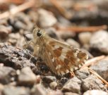 Rosy Grizzled Skipper 2006 - Roger Gibbons