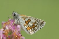 Yellow-banded Skipper 2006 - Roger Gibbons