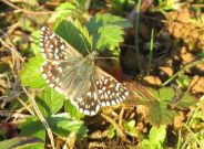 Grizzled Skipper 2006 - Andrew Palmer