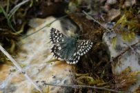 Grizzled Skipper 2006 - Ian Hardy