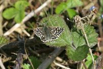 Grizzled Skipper 2006 - Sandra Standbridge