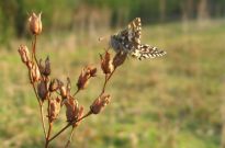 Grizzled Skipper 2006 - Andrew Palmer