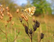 Grizzled Skipper 2006 - Andrew Palmer