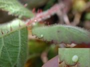 Grizzled Skipper egg on bramble 2006 - Andrew Middleton