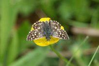 Grizzled Skipper 2006 - Sandra Standbridge