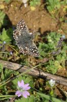 Grizzled Skipper 2006 - Sandra Standbridge