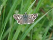 Grizzled Skipper 2002 - Nick Sampford