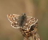 Grizzled Skipper 2003 - Allen Beechey