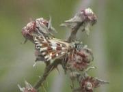 Roosting Grizzled Skipper 2003 - Liz Goodyear