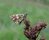 Roosting Grizzled Skipper 2004 - Andrew Middleton