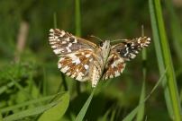 Grizzled Skipper underside 2004 - Nick Sampford