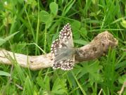 Grizzled Skipper 2004 - Richard Bigg