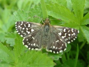 Grizzled Skipper 2004 - Trevor Chapman