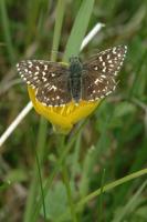 Grizzled Skipper - Colin Sturges