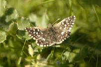 Grizzled Skipper, Waterford Heath, Ian Hardy