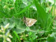 Grizzled Skipper, Waterford Heath, Steve Lane