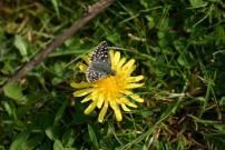 Grizzled Skipper, Waterford Heath, Sandra Standbridge