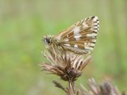 Grizzled Skipper 2006 - Richard Bigg