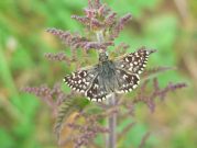 Grizzled Skipper 2006 - Steve Lane