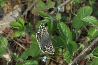 Grizzled Skipper 2006 - Simon Rasch