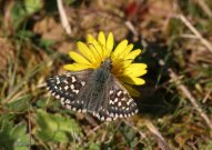 Grizzled Skipper 2006 - Sandra Standbridge