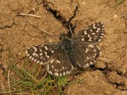 Grizzled Skipper 2007 - Tristan Bantock