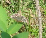 Grizzled Skipper 2008 - Steve Kiln