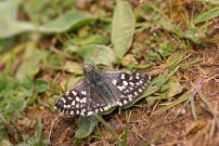 Grizzled Skipper 2008 - Sandra Standbridge