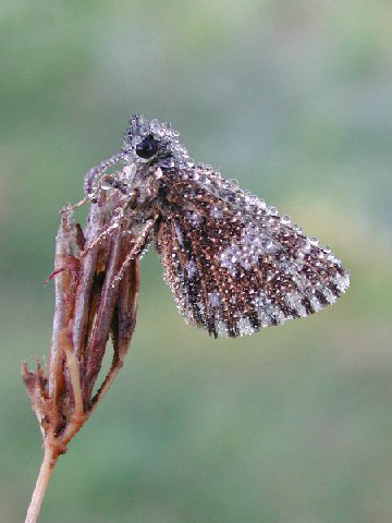 Grizzled Skipper 2009 - Andrew Middleton