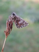 Grizzled Skipper 2009 - Andrew Middleton