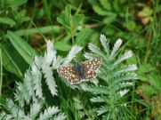 Grizzled Skipper 2009 - Robin Pearson